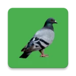 Logo of Decoy on the field bird android Application 